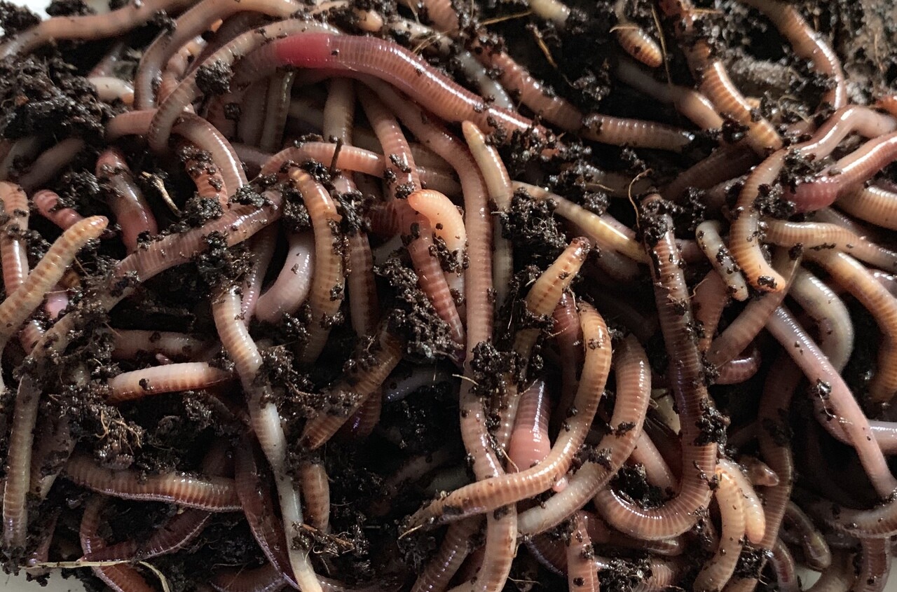 European Nightcrawler Worm Farm. Have an endless supply of healthy worms quickly
