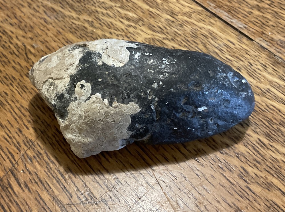 Giant Prehistoric Tooth 3.25"