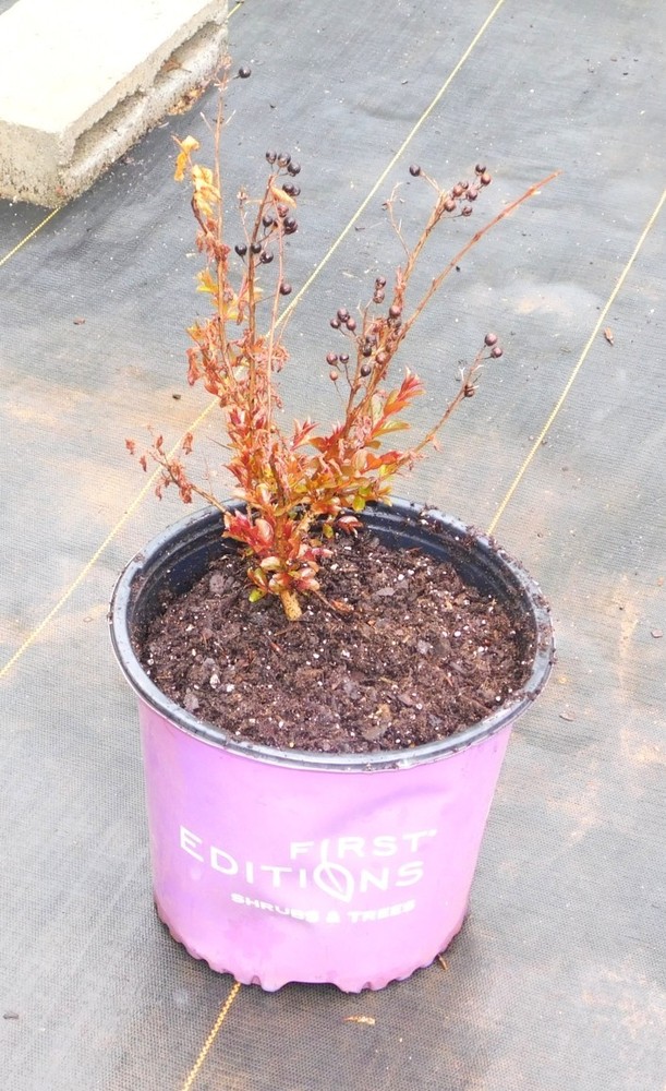 Purple Magic Crepe Myrtle Plants