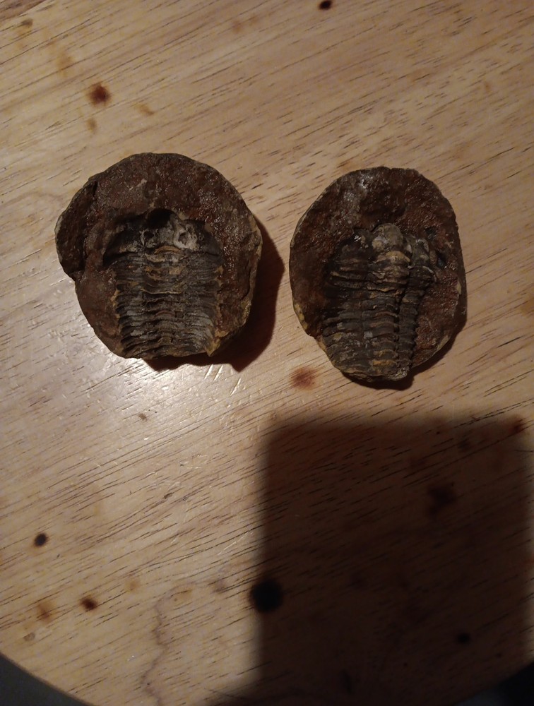 Full Stone Fossil Trilobite