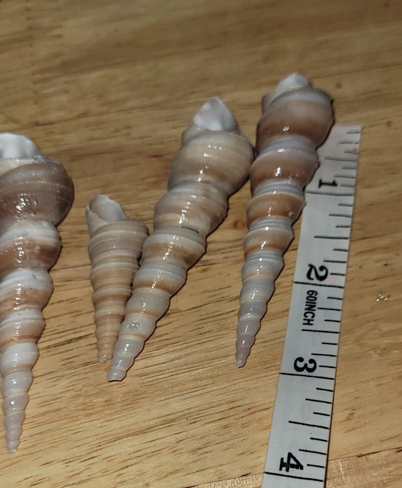 4 Spire Shape Natural Seashells