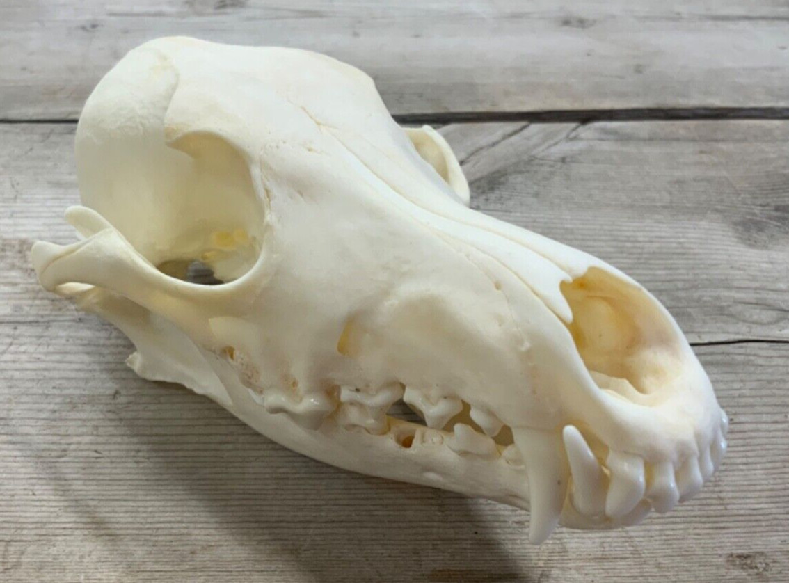 Coyote Skull Authentic Montana Coyote Skull #2 Grade