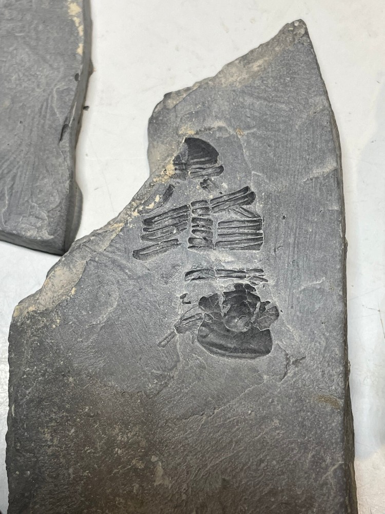 FIVE ASAPHICUS PARTIALS ON MATRIX