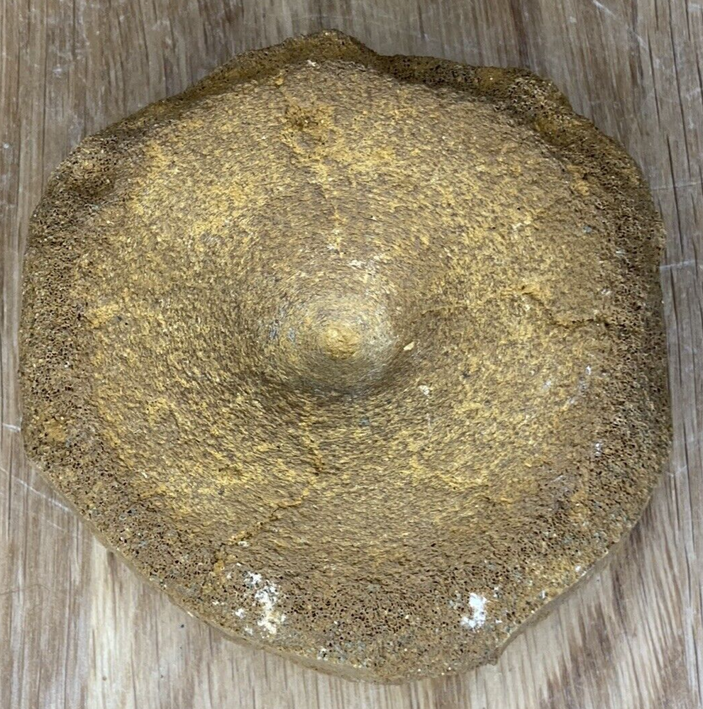 Fossil Specimen, Ichthyosaur Vertebrae, Lower Cretaceous, Berkshire, 75mm