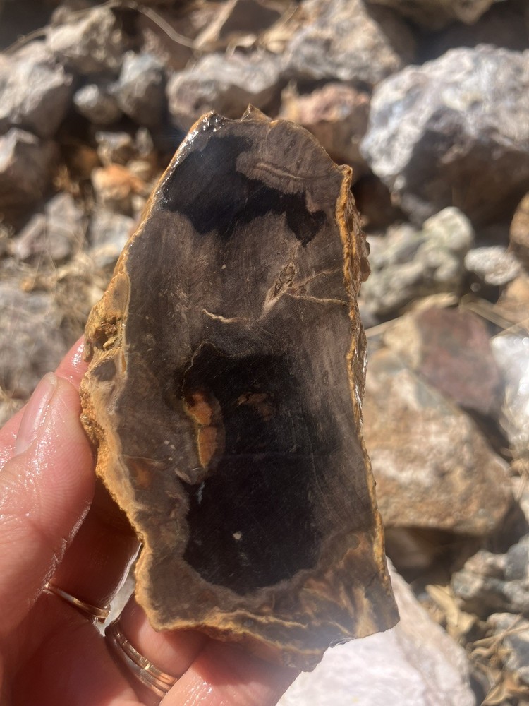 Petrified Wood Slab