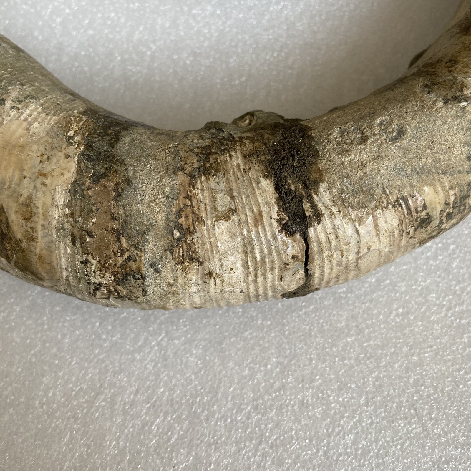 1242g215mm Big Repaired Ancyloceras Ammonite Fossil Sutures Crystal Display Mad