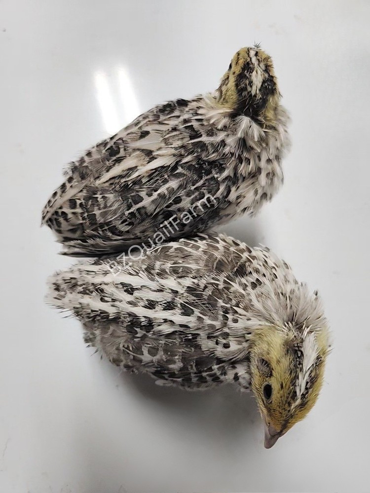 12+ Calico Fee Coturnix Hatching Eggs