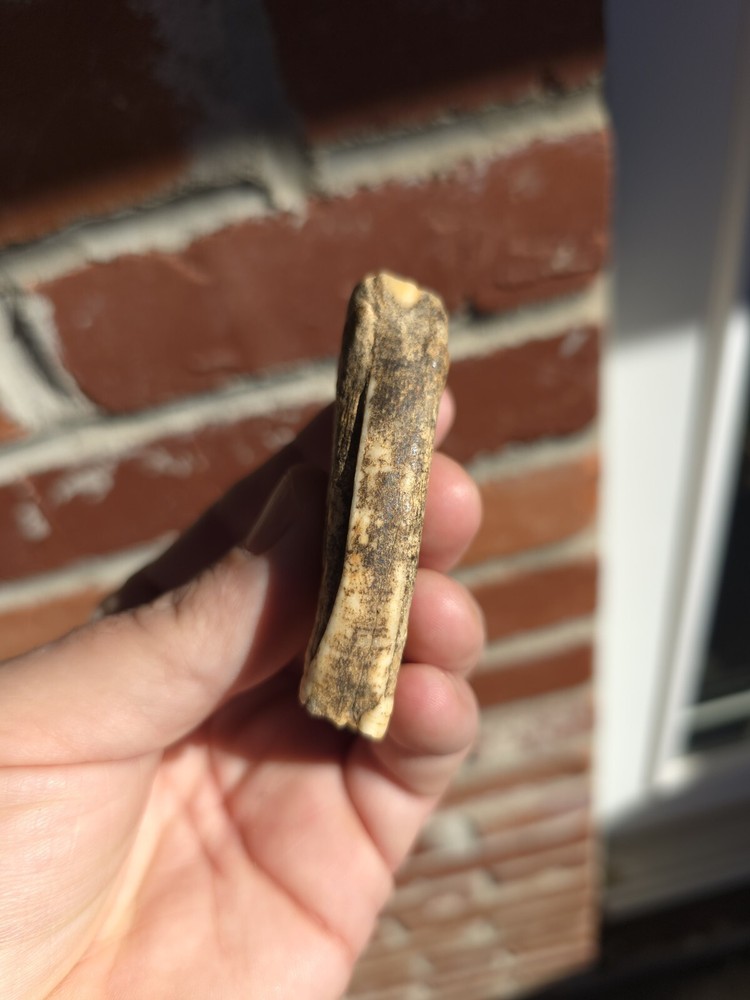 Horse Tooth