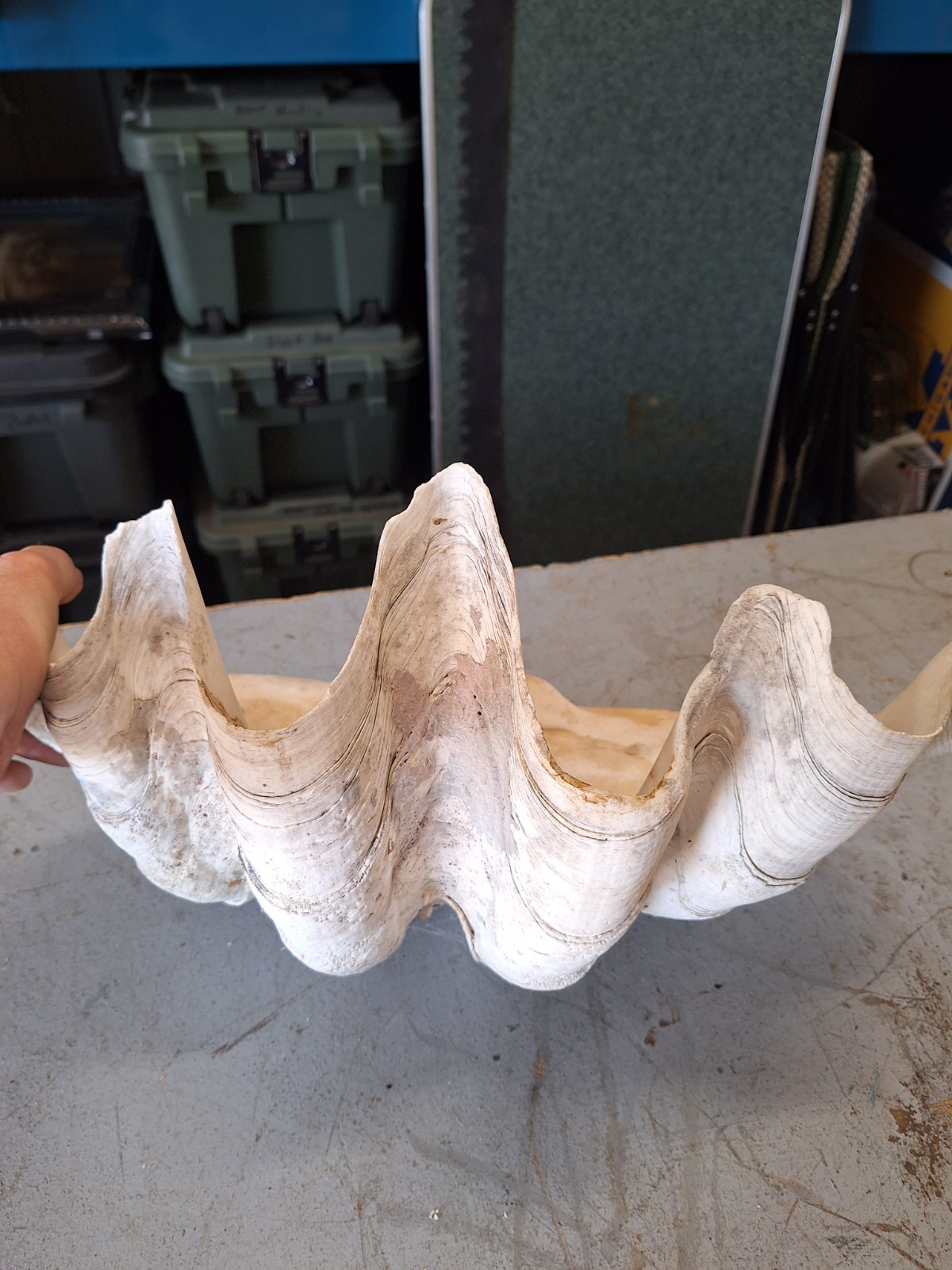 Giant Natural Clam Shell 23 Lbs 19-1/2” Wide Authentic Shell