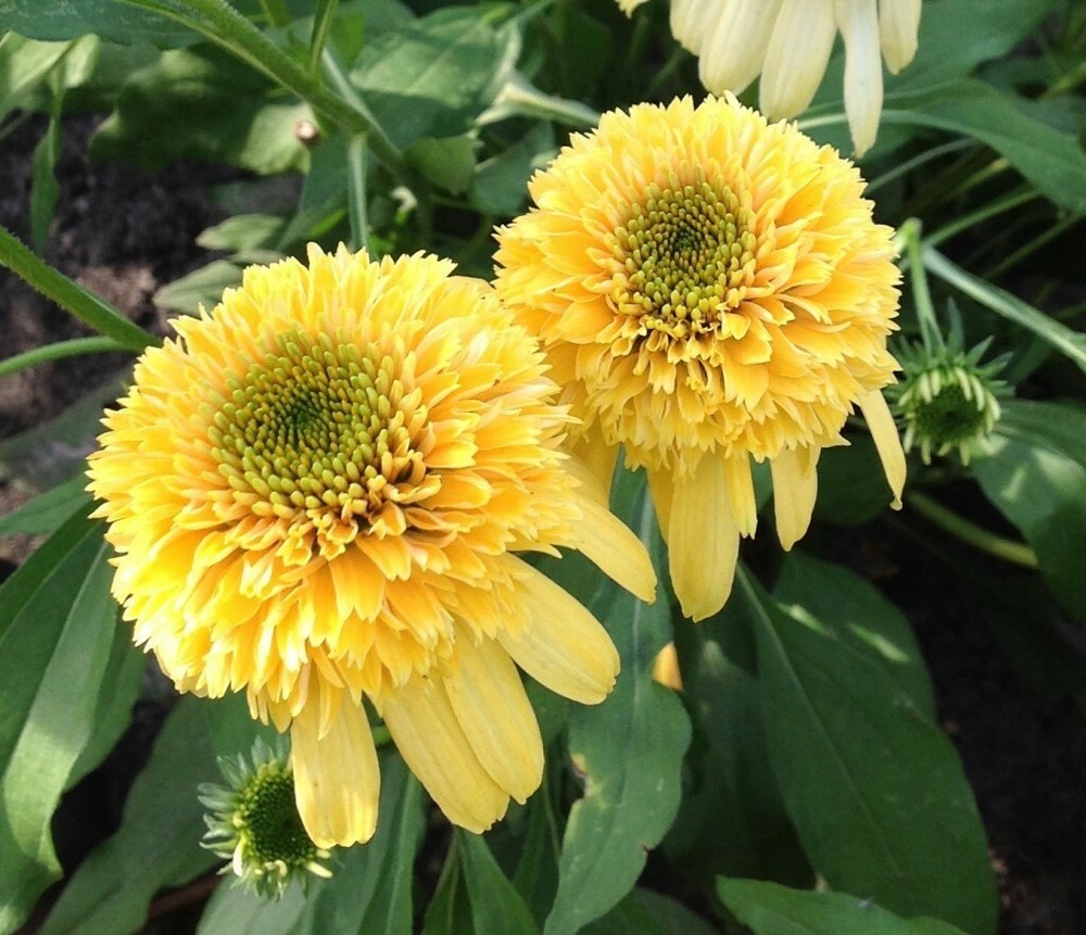 ECHINACEA 'LEMON DROP' - CONEFLOWER - STARTER PLANT