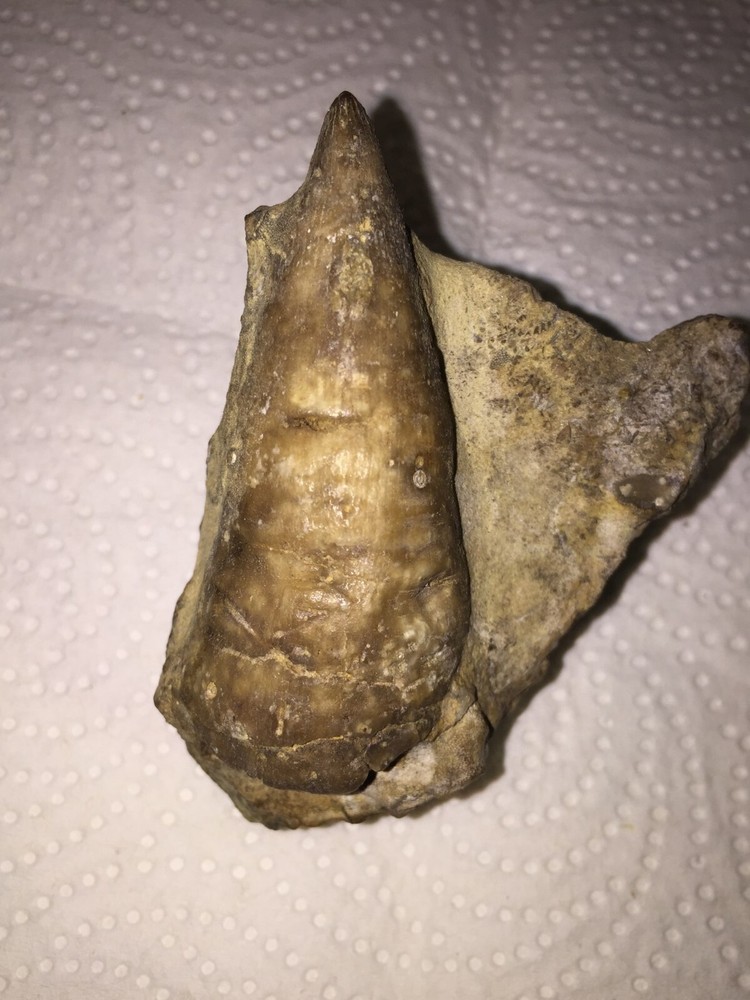 Fossil, NICE condition, LARGE 2. 5 X 1 inch