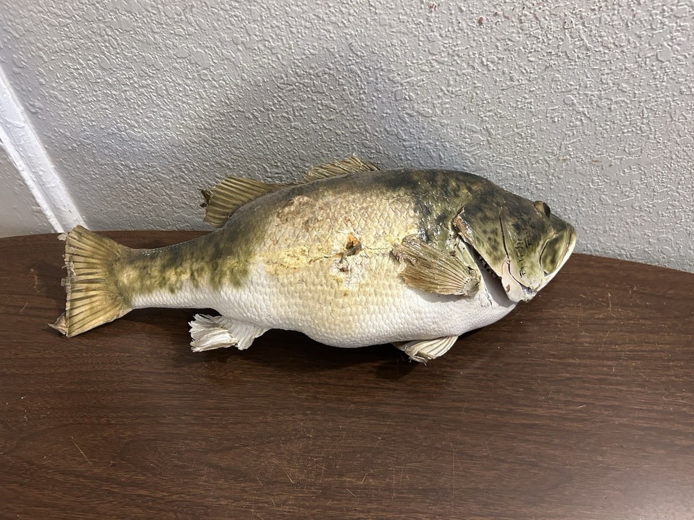 20” Large Bass Fish Mount