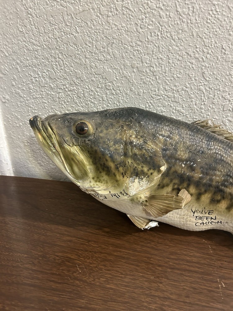 20” Large Bass Fish Mount