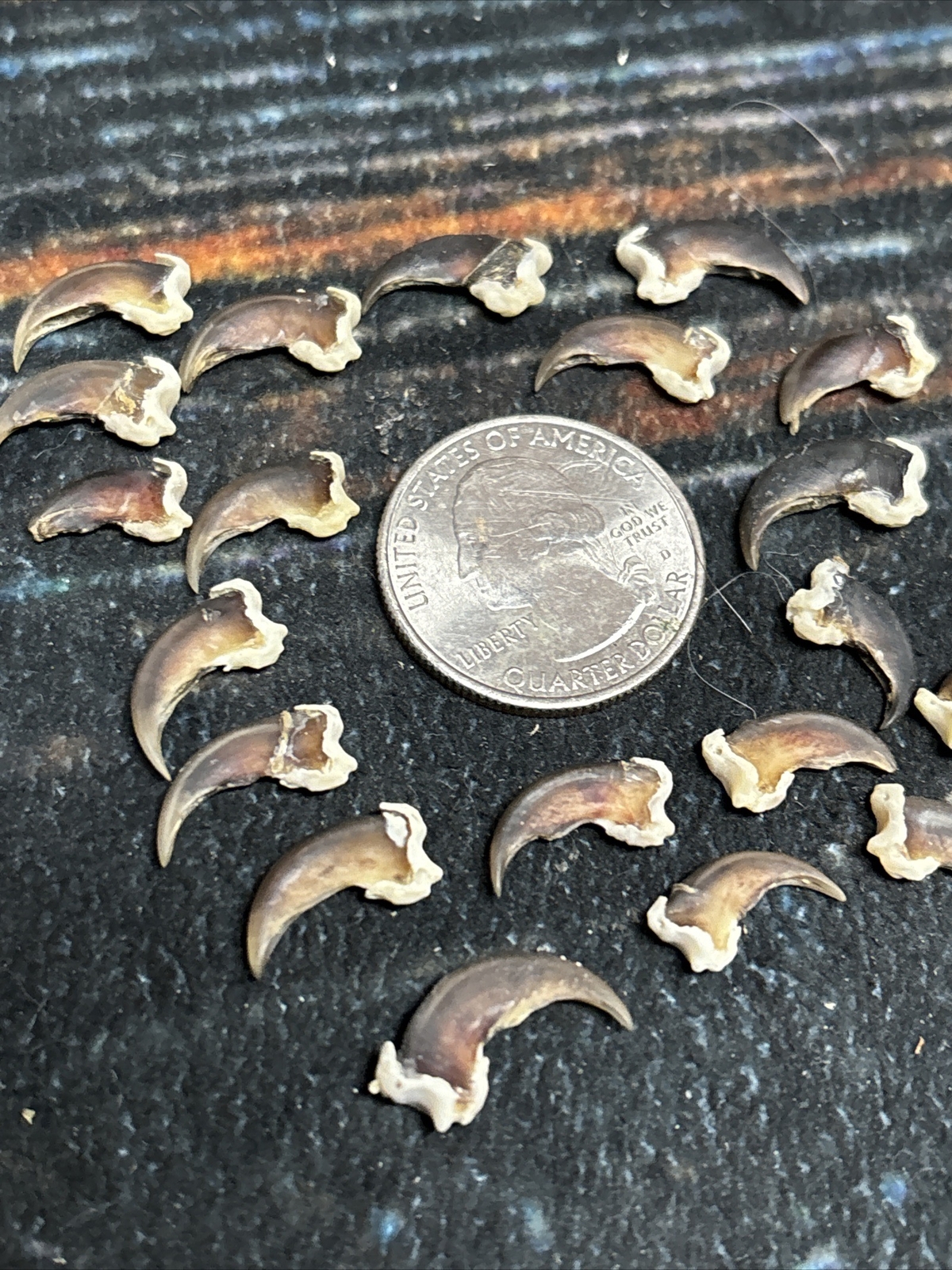20 REAL Raccoon CLAWS TOE BONE Art Craft Animal Mount Jewelry Skull Coyote