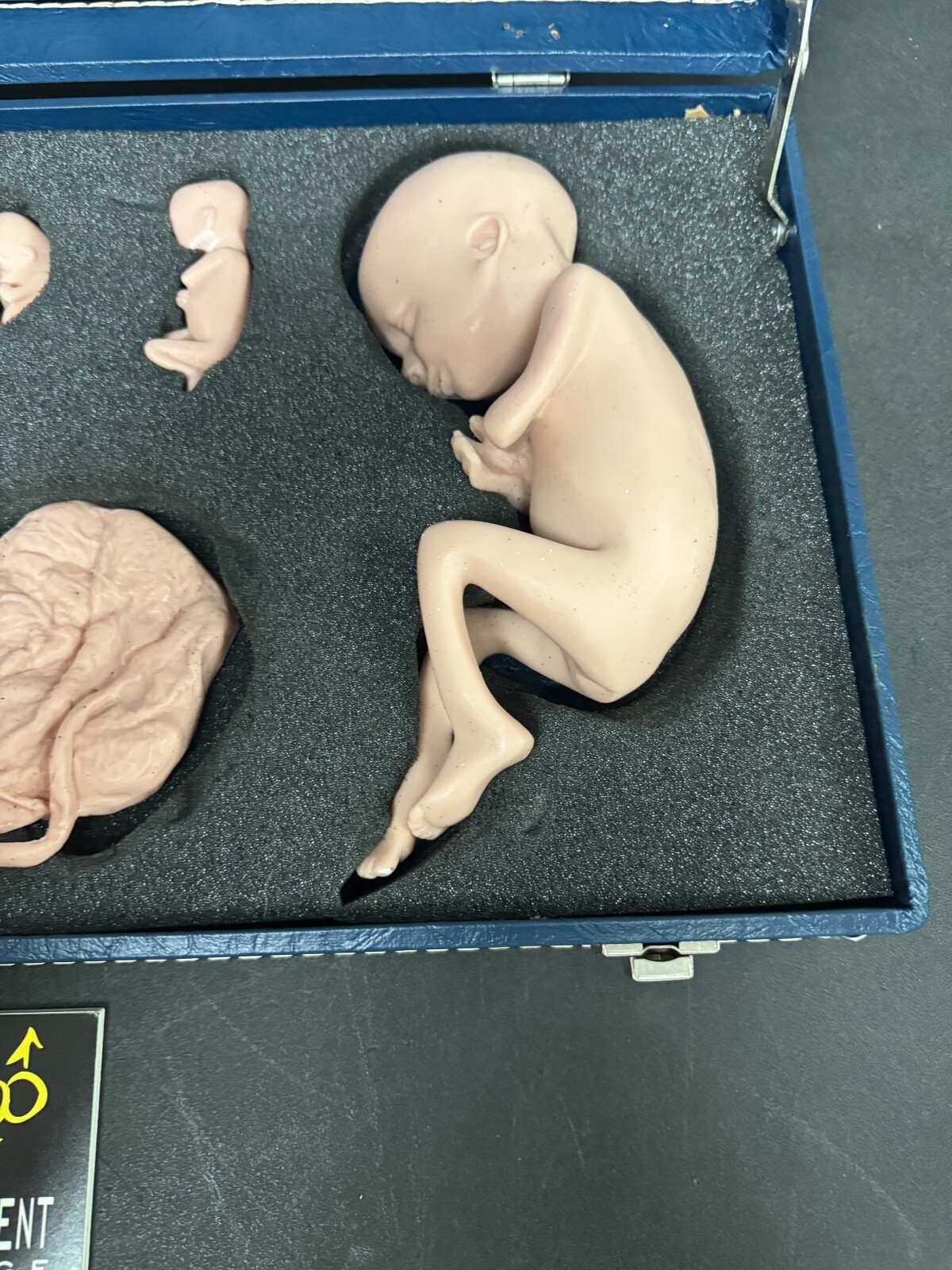 Life Form Replicas Human Reproduction And Development Fetus Model Silicone Baby