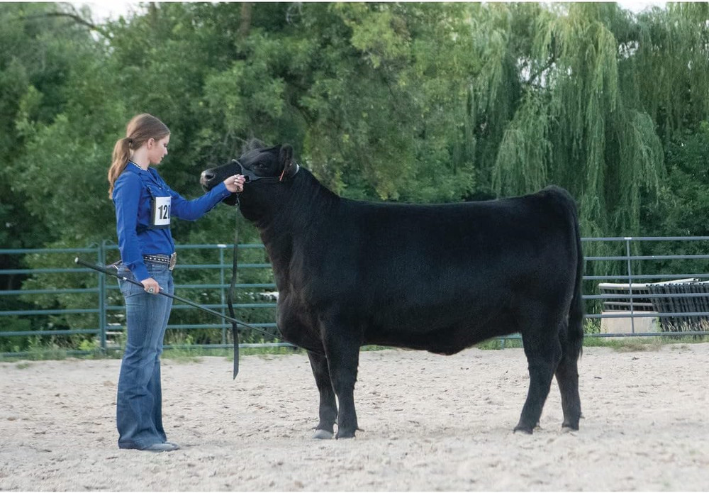 Livestock Black Magic Show Halter, Medium