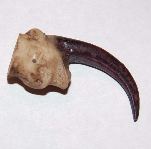 2 Imitation Eagle Claw Talon Cast Resin Bird Of Pray Foot Leg Bone Toe Feet