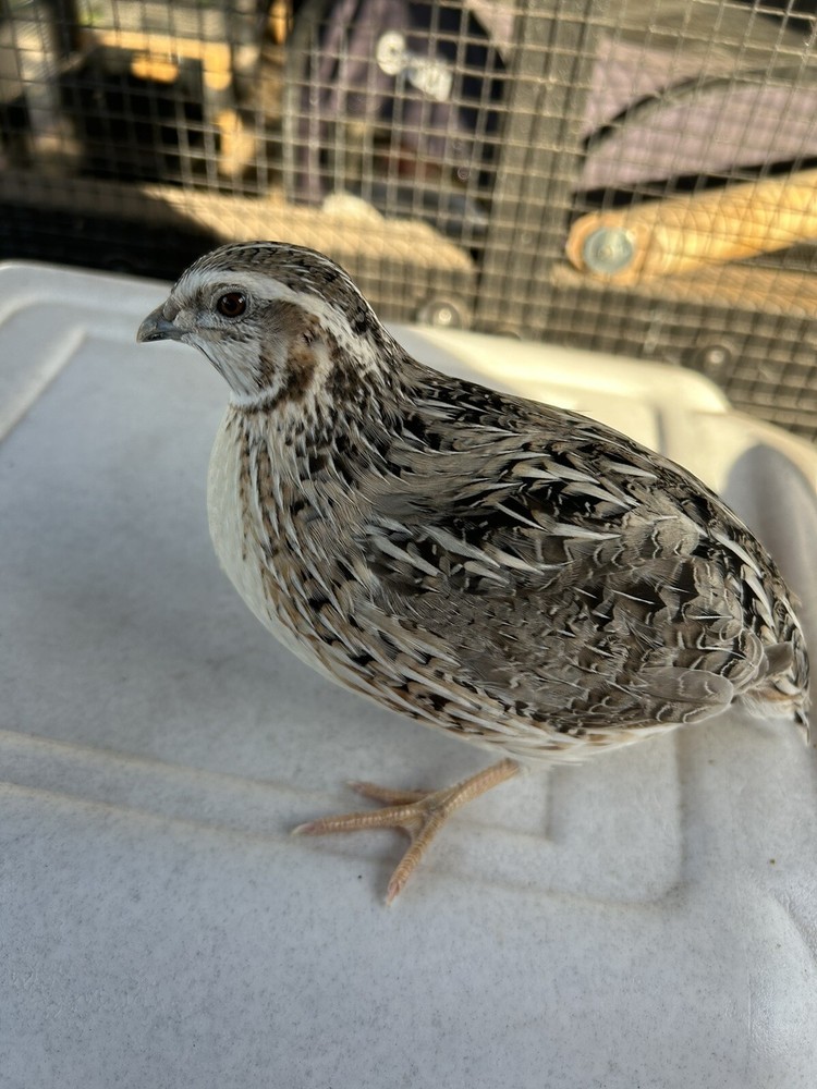 5 Celadon Blue Coturnix Quail Hatching Eggs