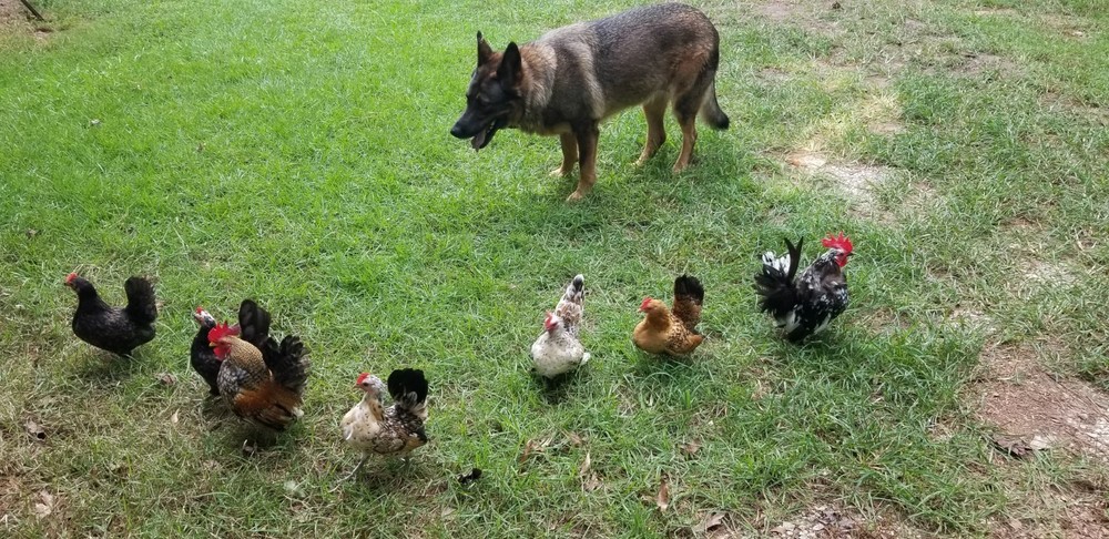 Serama Bantam Eggs. 1 Dozen + extras. Video NO RESERVE!!!