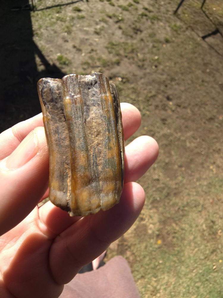 Horse Molar Tooth Fossil