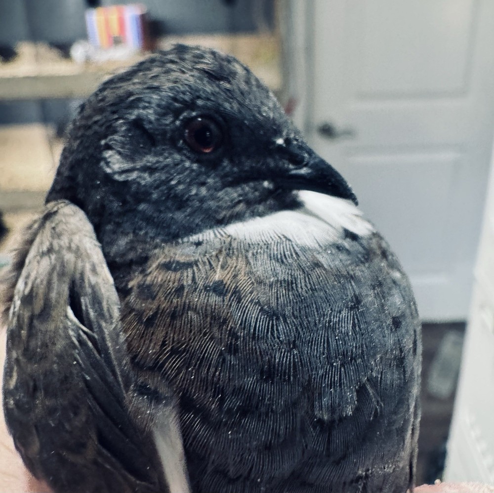 40+ Button Quail Hatching Eggs Multiple Colors