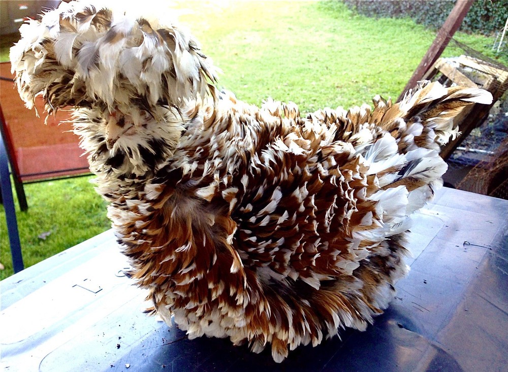 Polish Frizzle Hatching Eggs 15+ NPIP