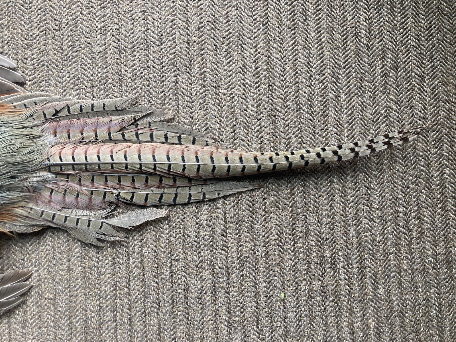 Rooster RINGNECK PHEASANT SKIN 2 Wings Tail Feathers Wall Art Taxidermy Man Cave