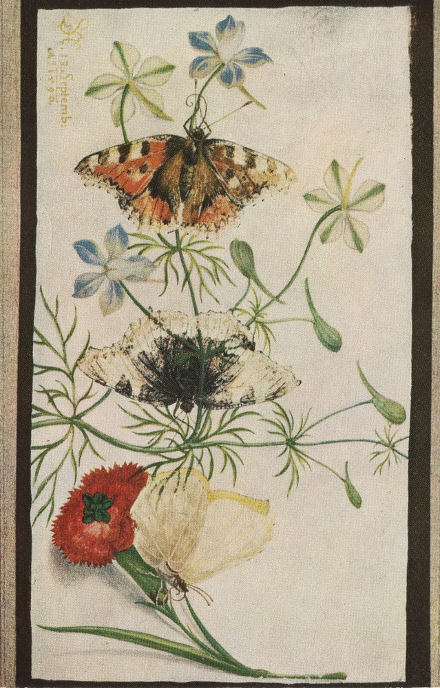 BUTTERFLIES & FLOWERS - PC4772