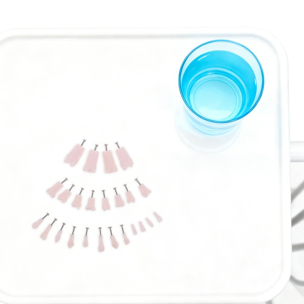 24 Pcs Dental Practice Teeth Typodont Teaching Model Removable Tooth Set