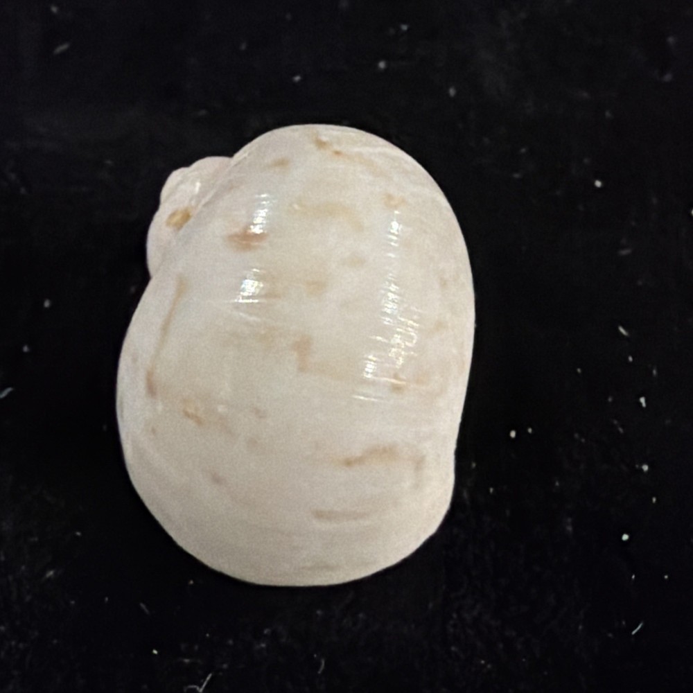 Natica Canrena Shell 25mm Florida (A695)
