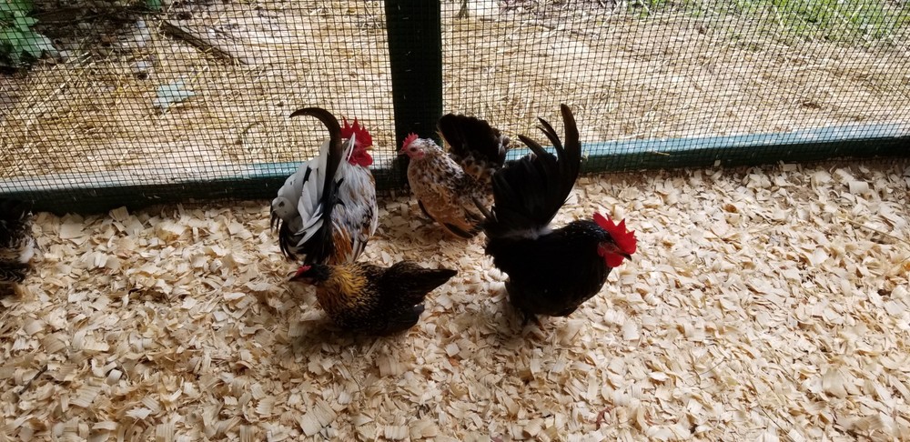 Serama Bantam Eggs. 1 Dozen + extras. Video NO RESERVE!!!