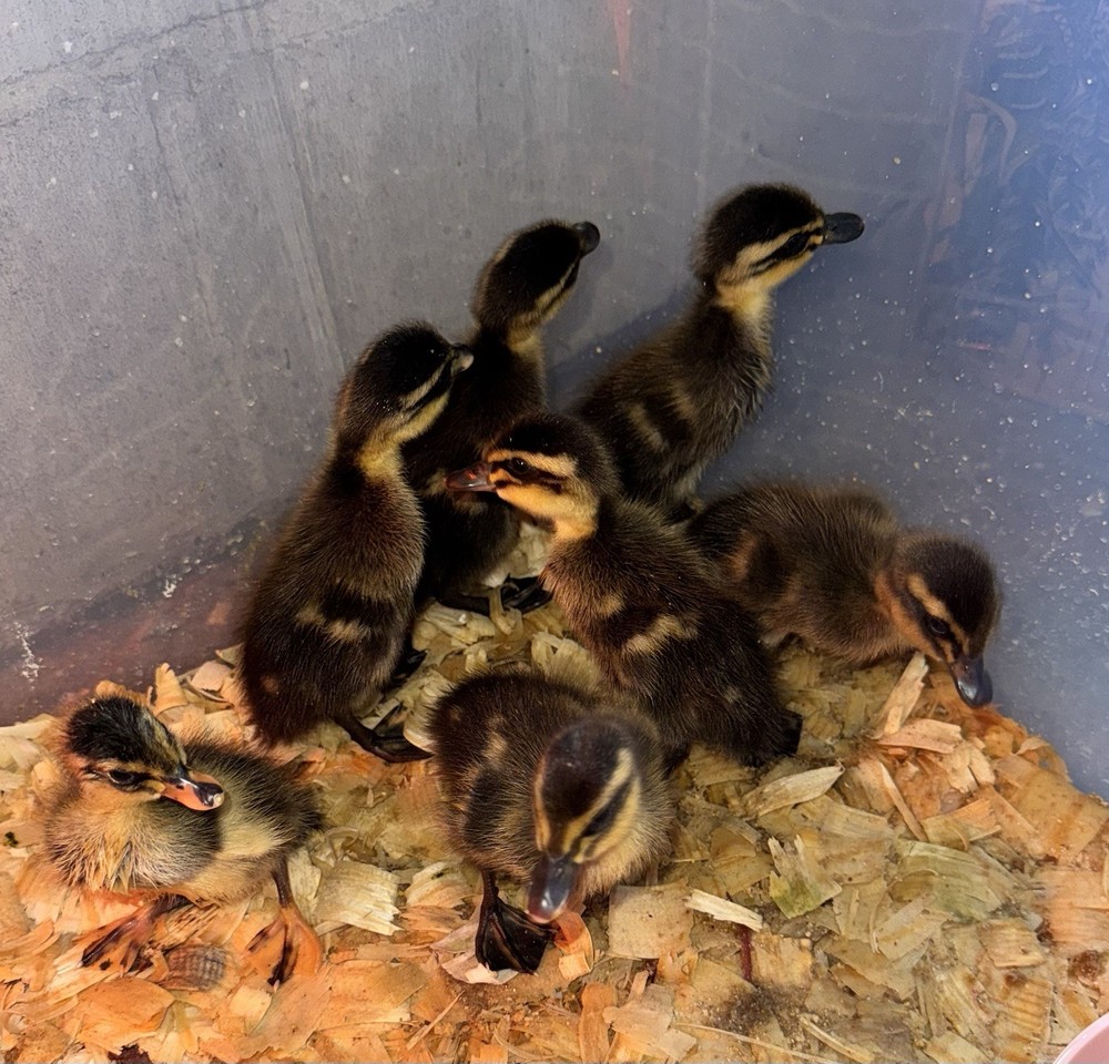 6++ Grey (Mallard) Indian Runner Duck Hatching Eggs