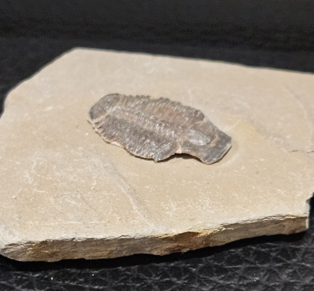 TRILOBITE FOSSIL. VERY NICE