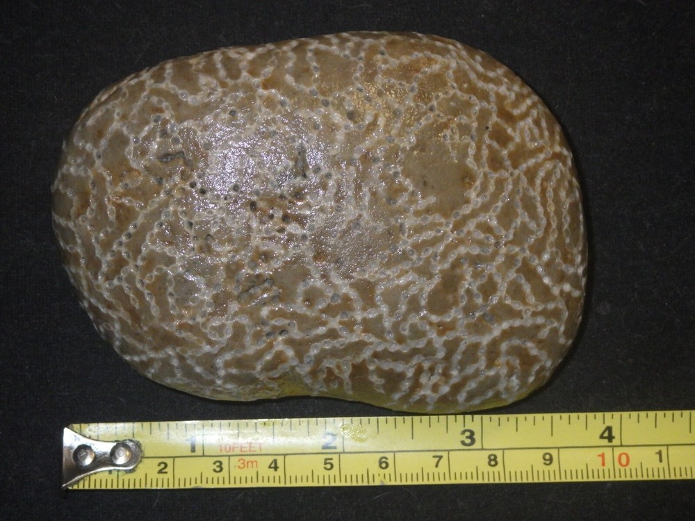 Chain Coral Halysites