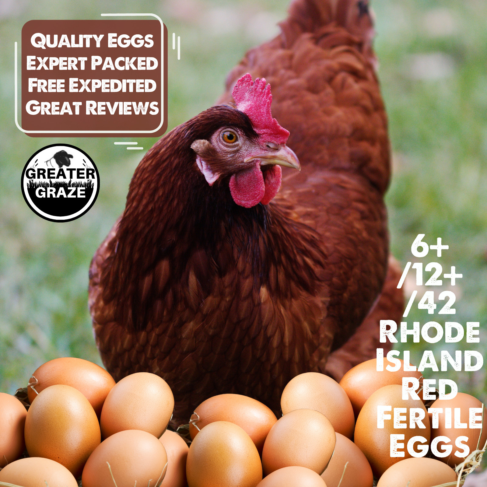 Rhode Island Red Fertile Hatching Eggs 6+/12+/42 Fresh Free Range Fast Ship