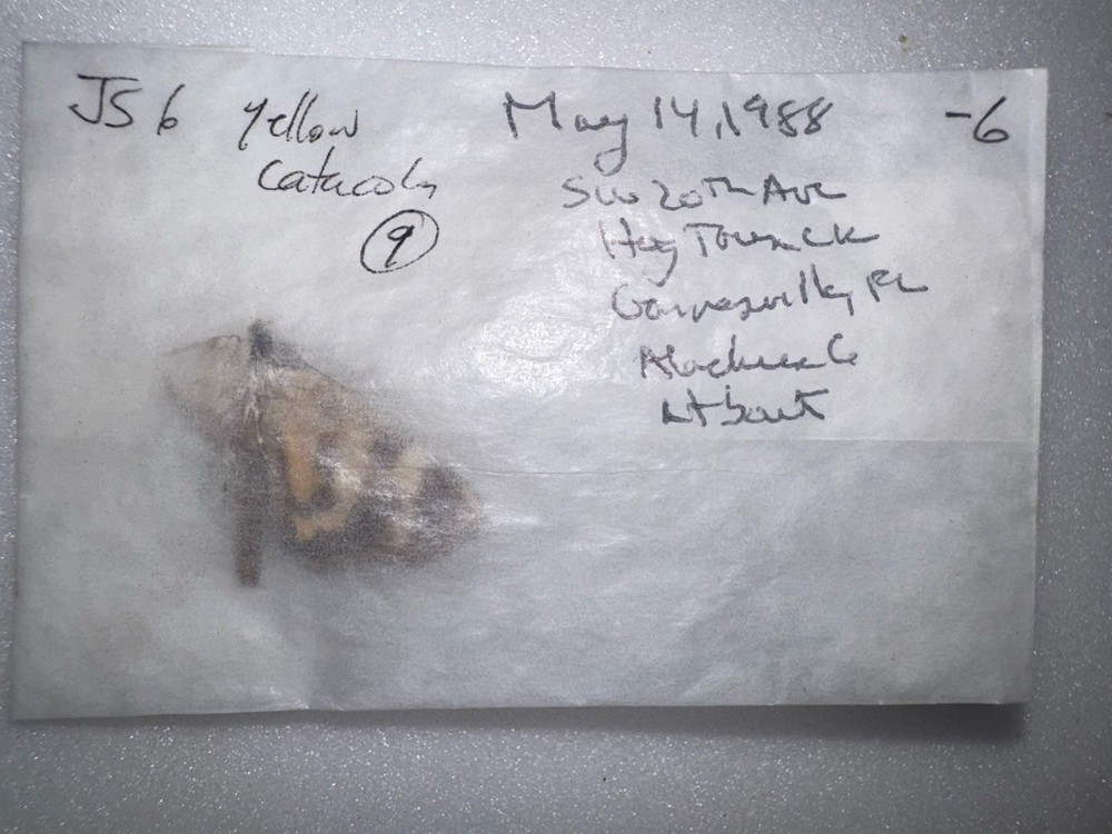 JS6 - YELLOW CATACOLA UNDERWING MOTH - 9 Small