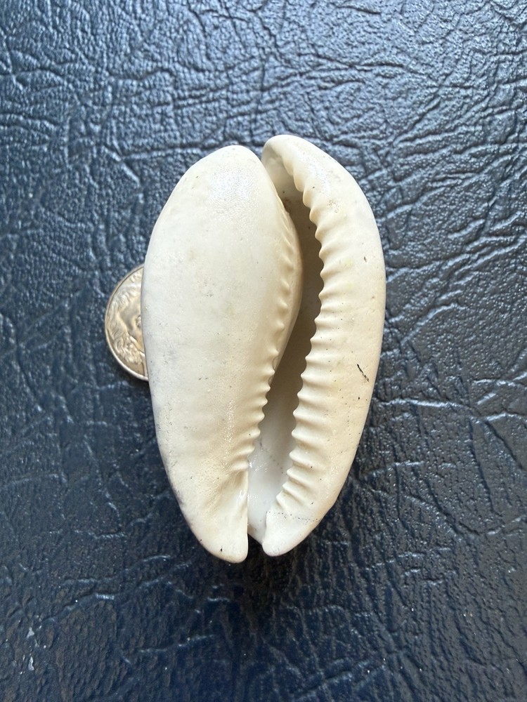 EXTINCT fossilized Cowrie shell from central Florida..Pliocene era.