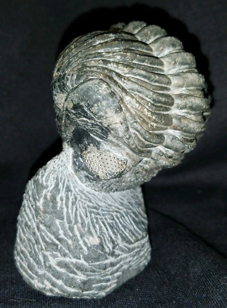 Massive rolled Drotops Trilobite Devonian of Morocco great details!!!