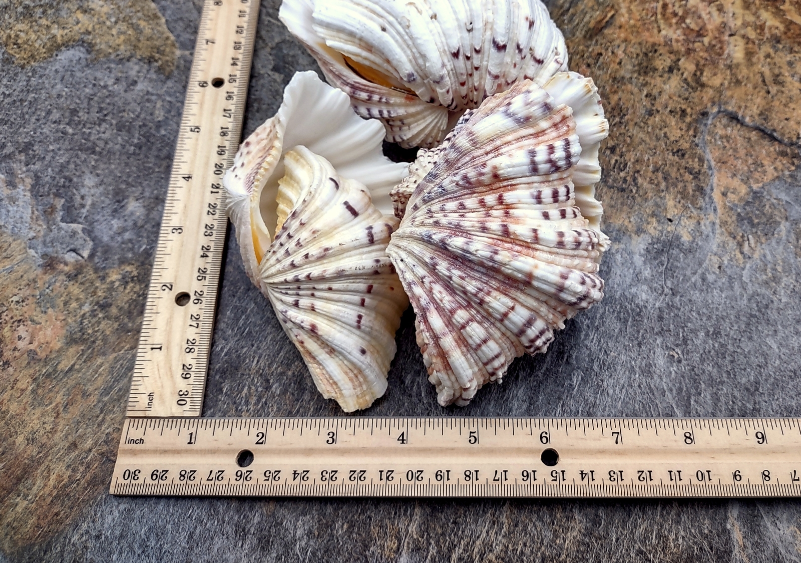 Bear Paw Clam Seashell Pair Hippopus Hippopus (1 shell pair approx. 4+ inches)