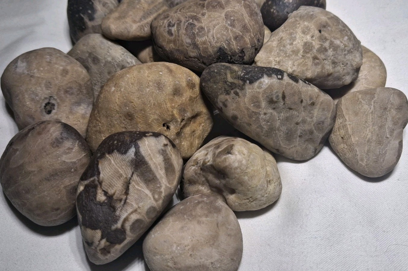 Michigan Petoskey Stone Lot 2 Pound Unpolished Natural Great Lakes Fossil Coral
