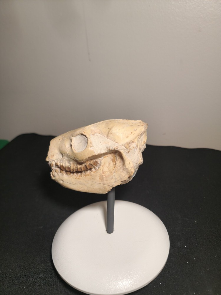 Oreodont Skull