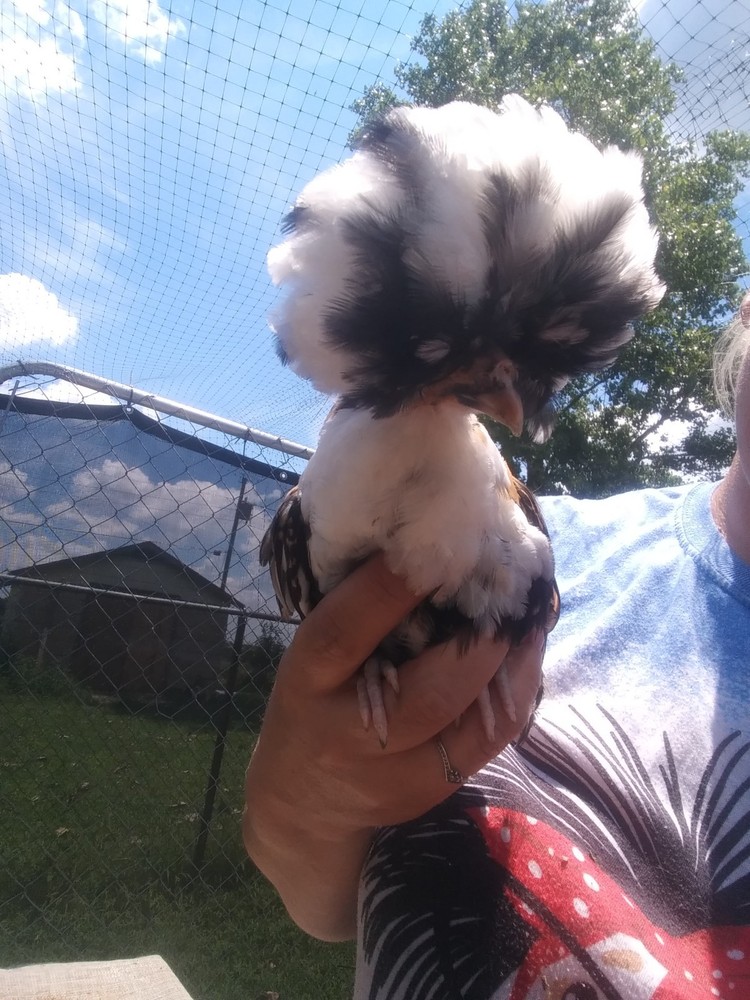 1 Dozen NPIP Tolbunt Polish Hatching Eggs