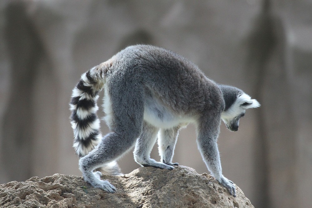 Ring Tailed Lemur Taxidermy Reference Photo Cd