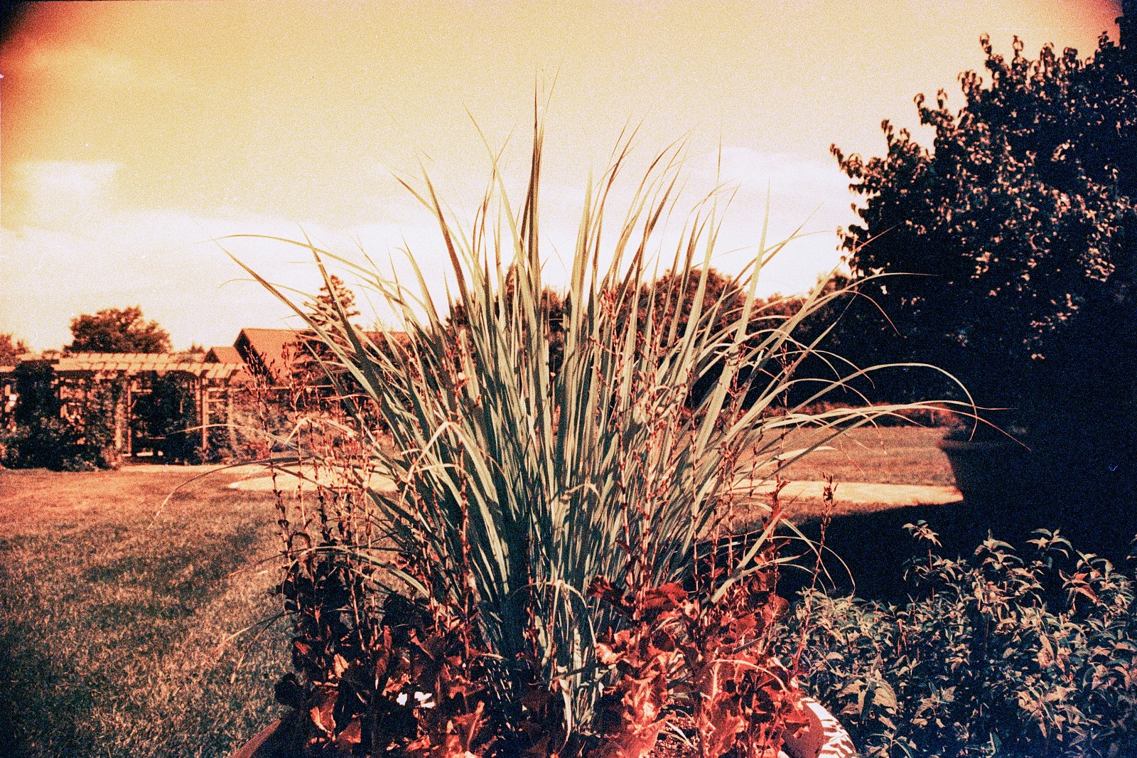 THE MARS PROJECT - BRAND NEW 35mm Color Negative Film 80 ISO - Experimental Fun