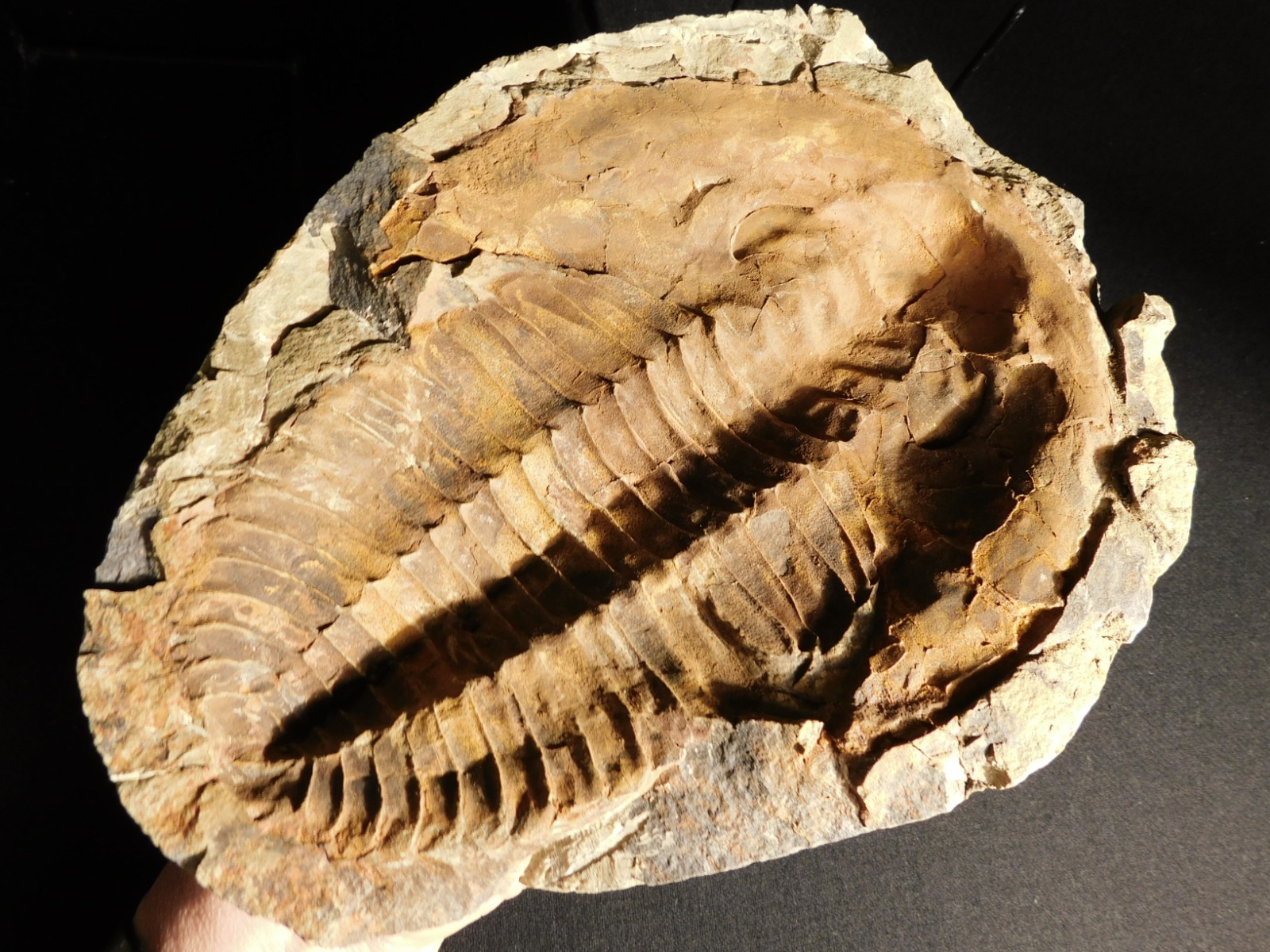 HUGE! 530 Million Year OLD! Andalusiana Trilobite Fossil Anif Morocco 3242gr