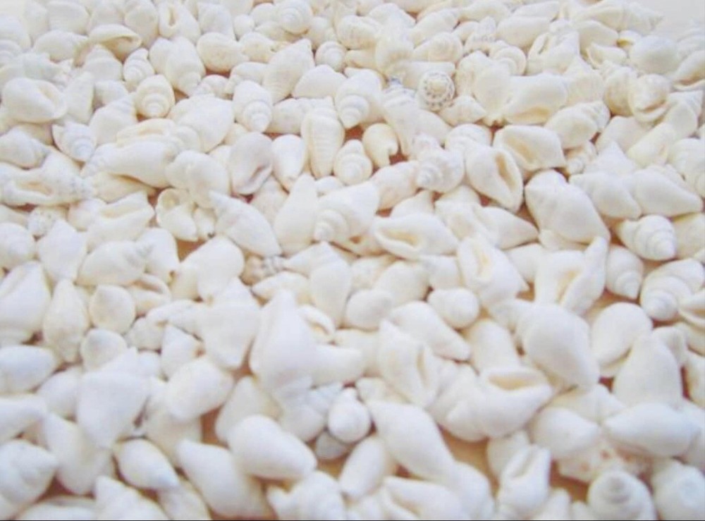 1 Lb Tiny White Nassa Mini Shells (1/4-5/8") Beach Arts Crafts White Shells Tiny