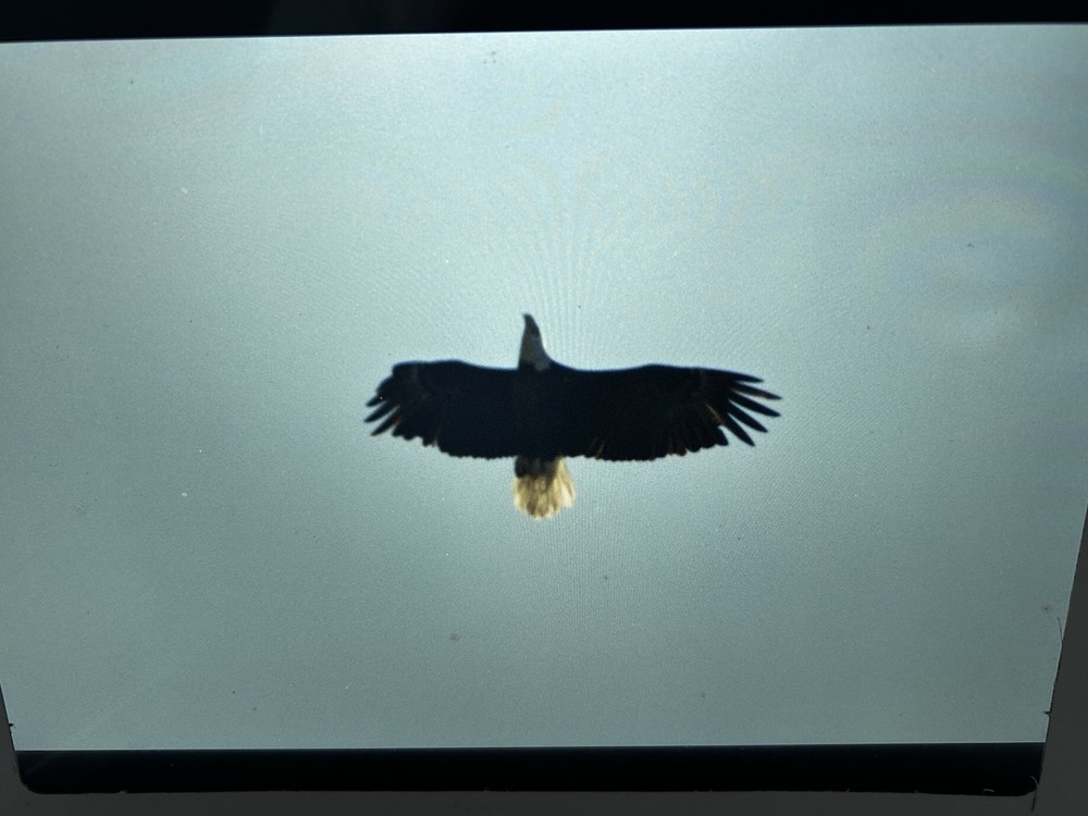1982 NASA KSC Nature Bald Eagle in Flight Presentation Transparency-577