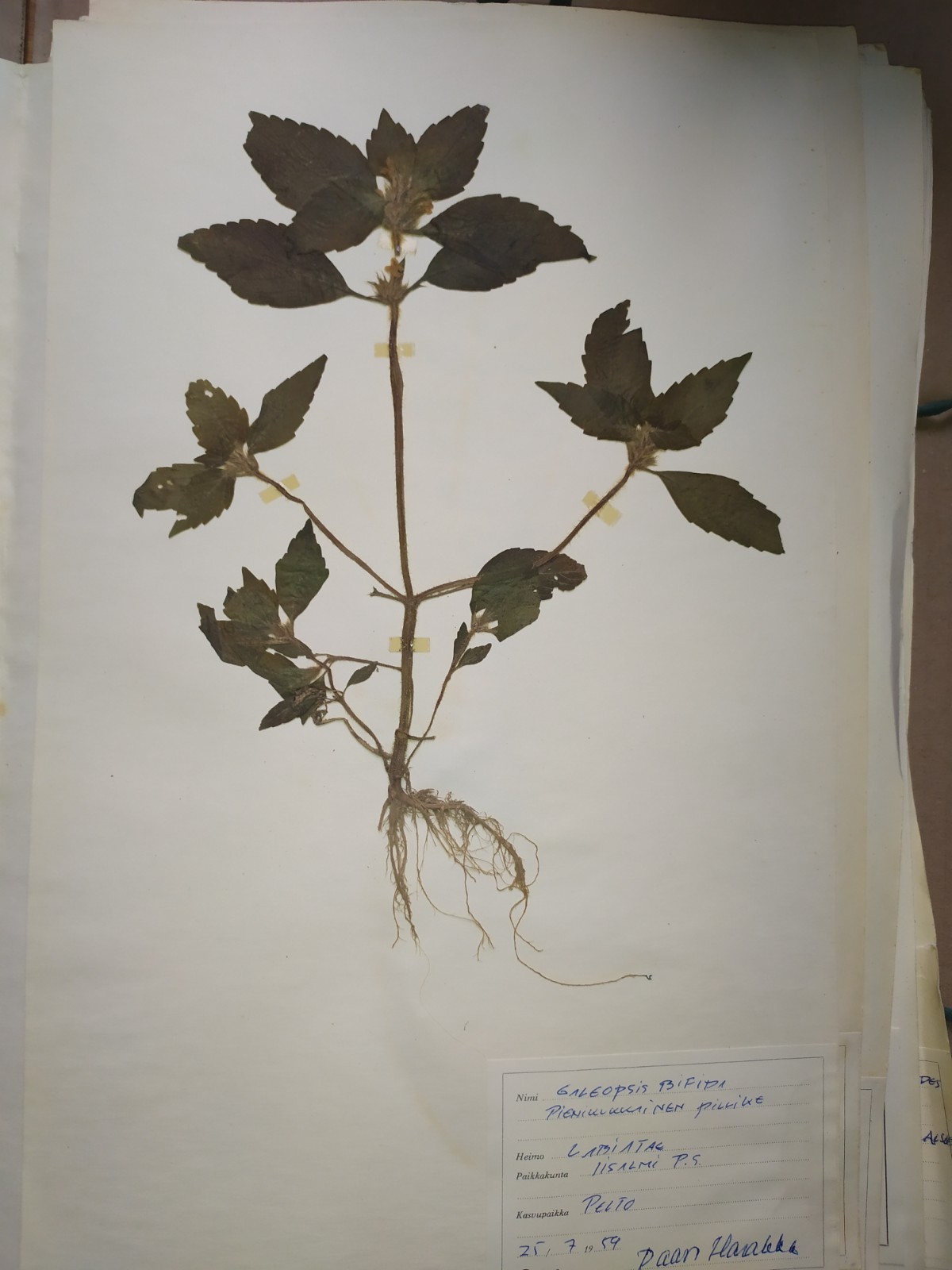 Antique Finnish Herbarium Botanical Pressed Plant specimens scrapbook 60's 50's