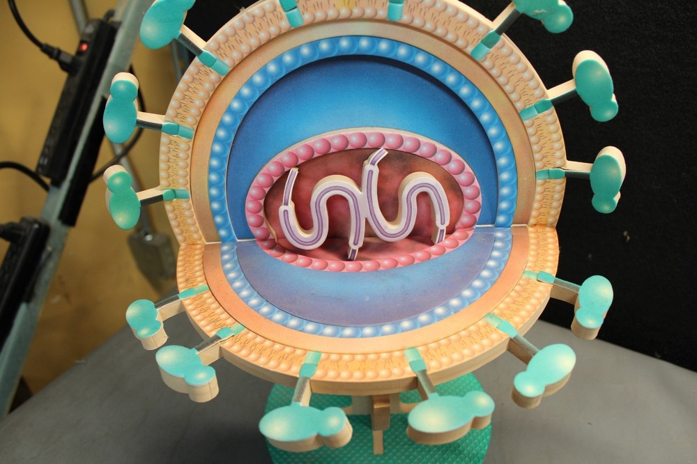 Vintage Foam Virus Education model