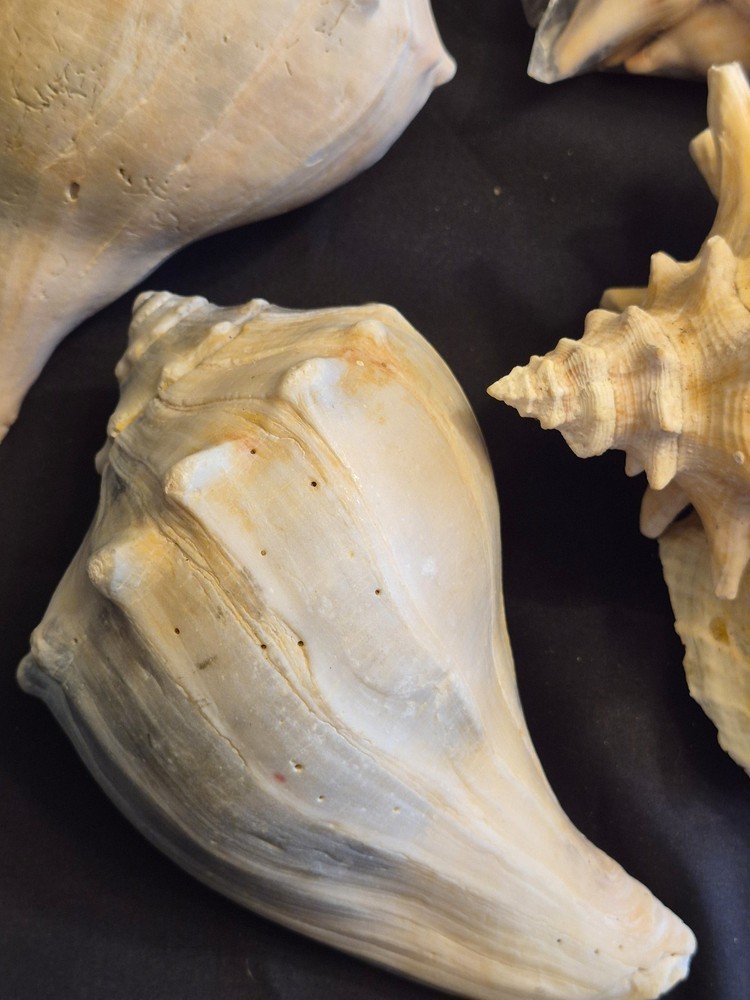 Sea Shells Lot- Over 8 Pounds-Assorted Sizes